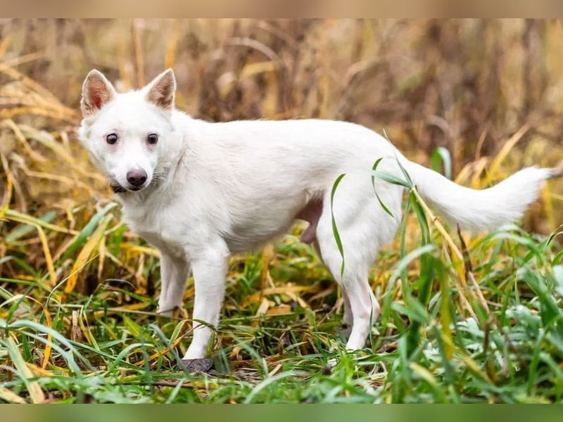 Kleiner weiße Kroki sucht liebevolle menschen