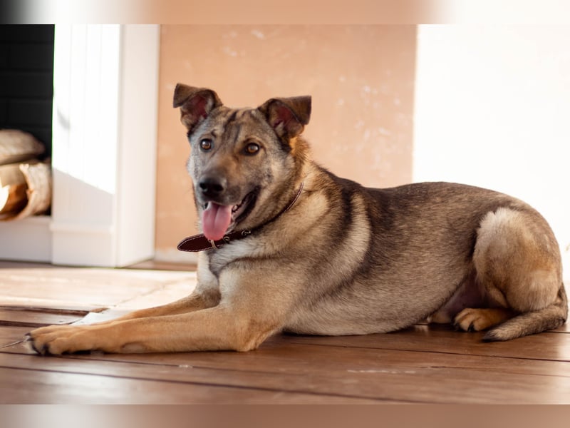 Hübscher Mickey braucht liebe