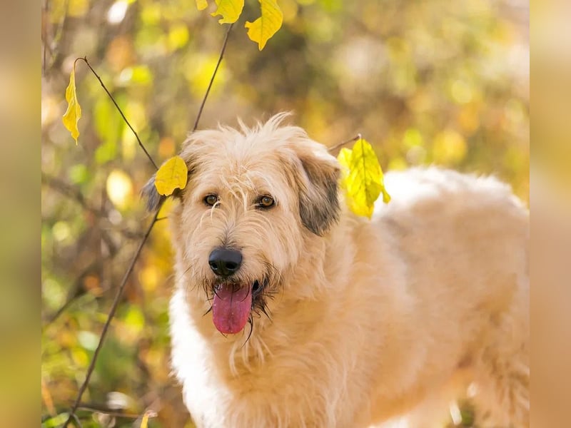 Willie sucht liebevolle menschen