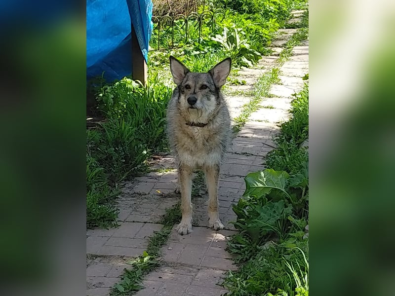Wuschel Marta wartet auf ihre Menschen