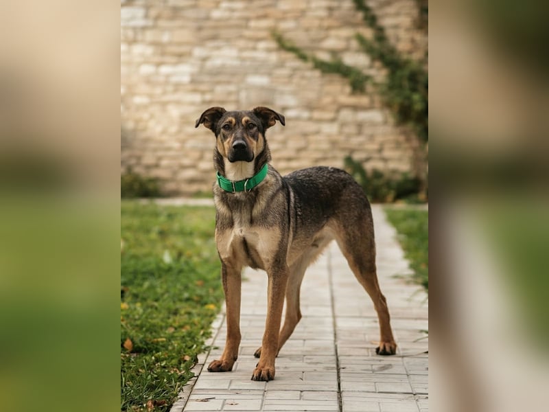 Mutiger Krosh sucht aktive Familie