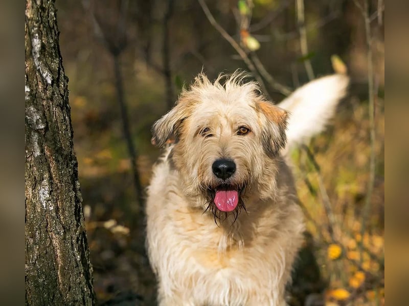 Willie sucht liebevolle menschen