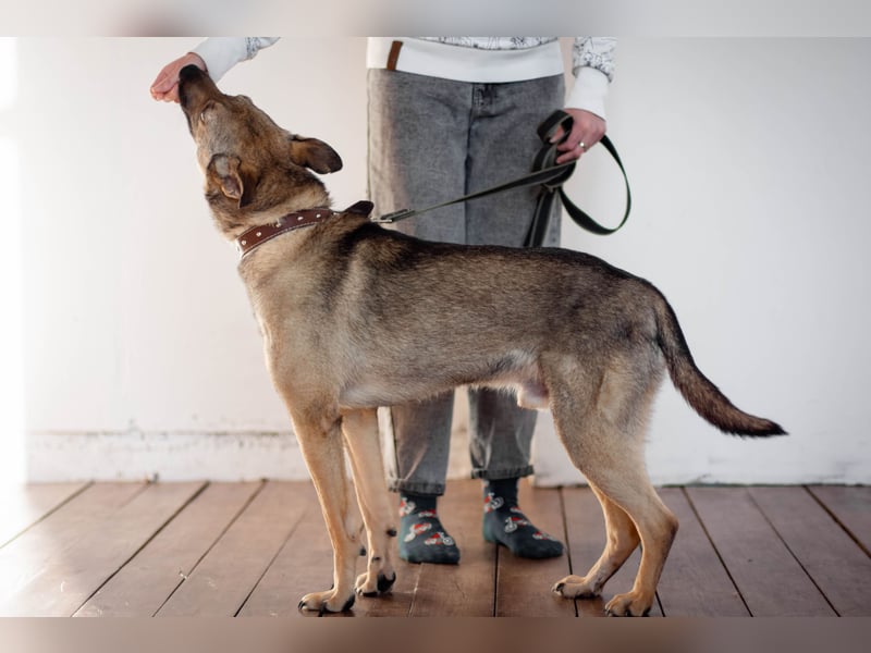 Hübscher Mickey braucht liebe