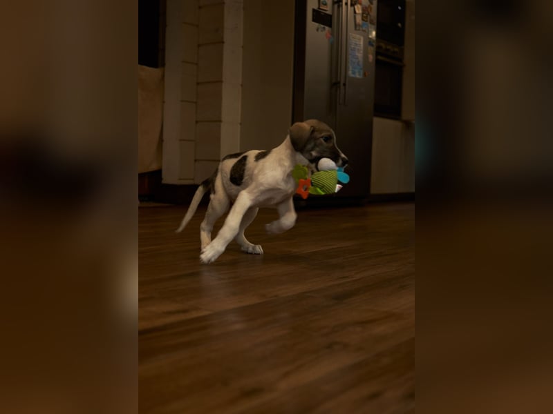 Wer will Harvi die Welt zeigen?!