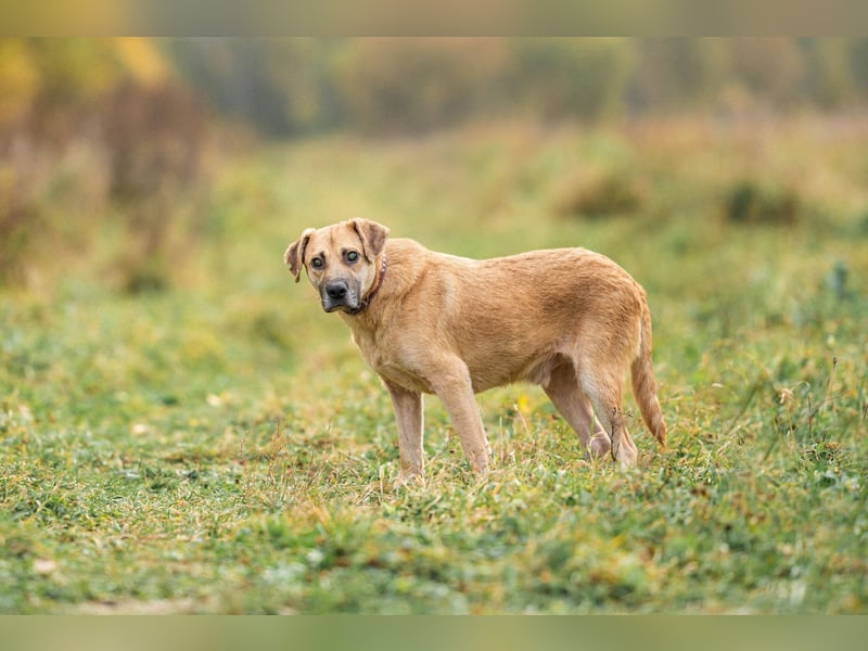 Blind und Taub sucht Pryanik seine Familie