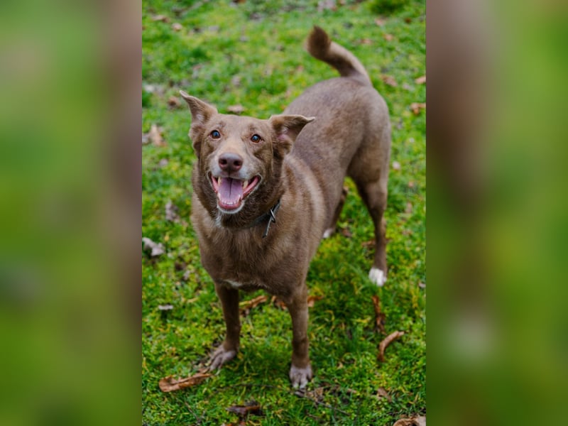 Hündin Archie sucht ein Zuhause