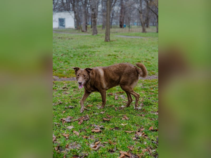 Hündin Archie sucht ein Zuhause