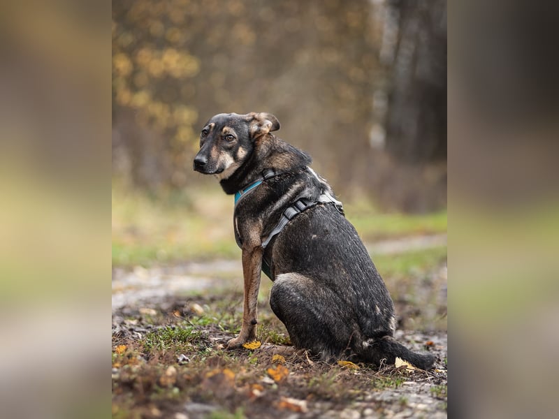 Liebevolle Olivka sucht ihren platz