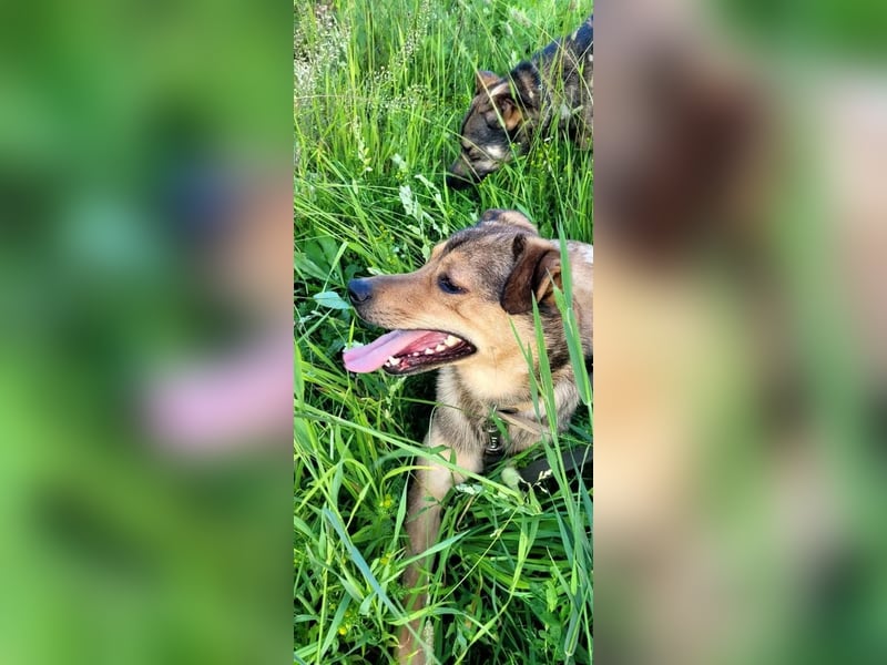 Jim sucht sein zu hause für immer