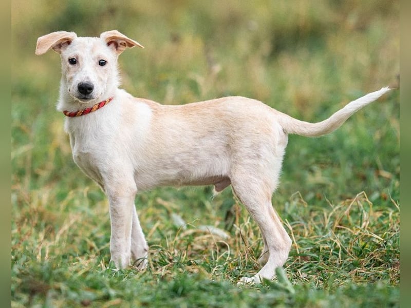 Zuckersüßer Cream sucht warmes Körbchen