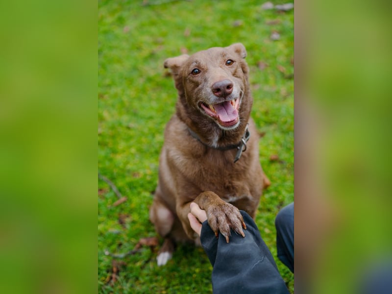 Hündin Archie sucht ein Zuhause