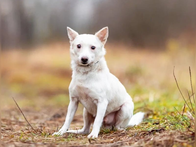 Kleiner weiße Kroki sucht liebevolle menschen