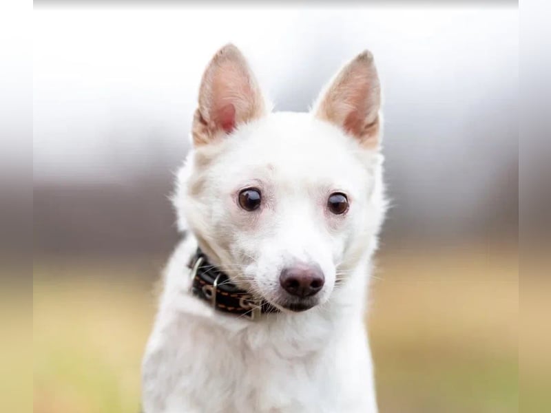 Kleiner weiße Kroki sucht liebevolle menschen