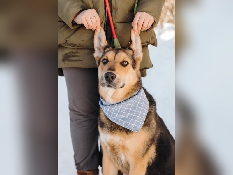 Junger Pluto sucht seine Menschen