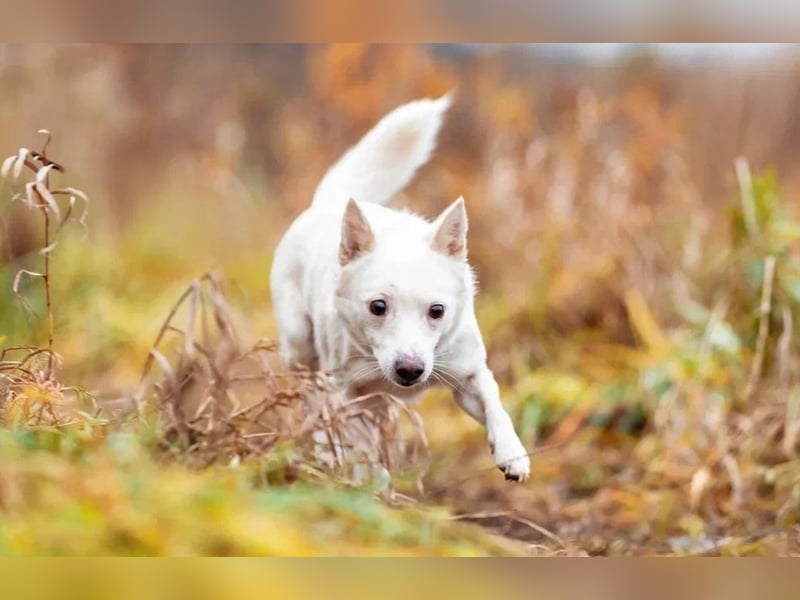 Kleiner weiße Kroki sucht liebevolle menschen