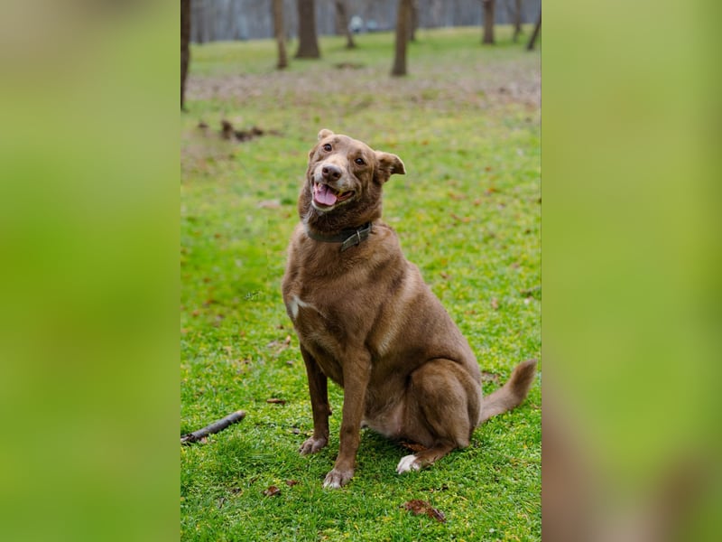 Hündin Archie sucht ein Zuhause