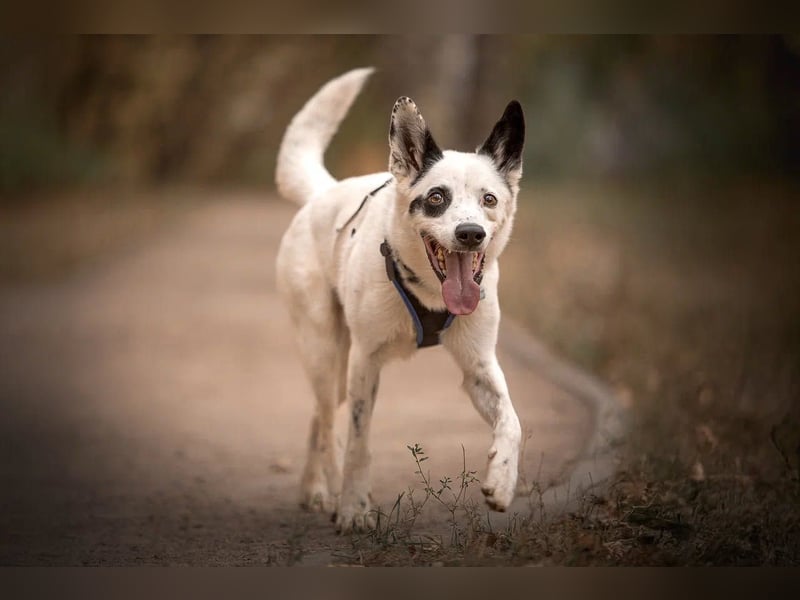 Liebevoll begleitet dich Orlando