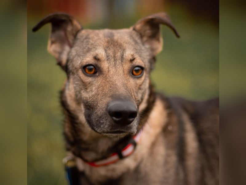 Hübscher Mickey braucht liebe