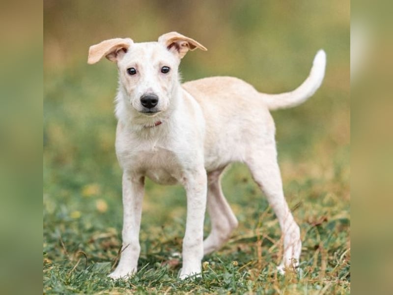Zuckersüßer Cream sucht warmes Körbchen