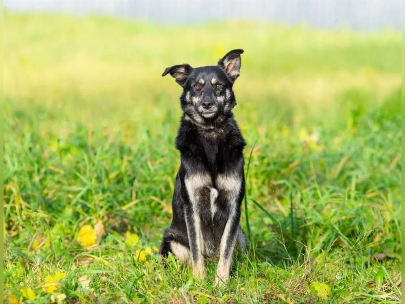 Casey sucht ruhige Familie