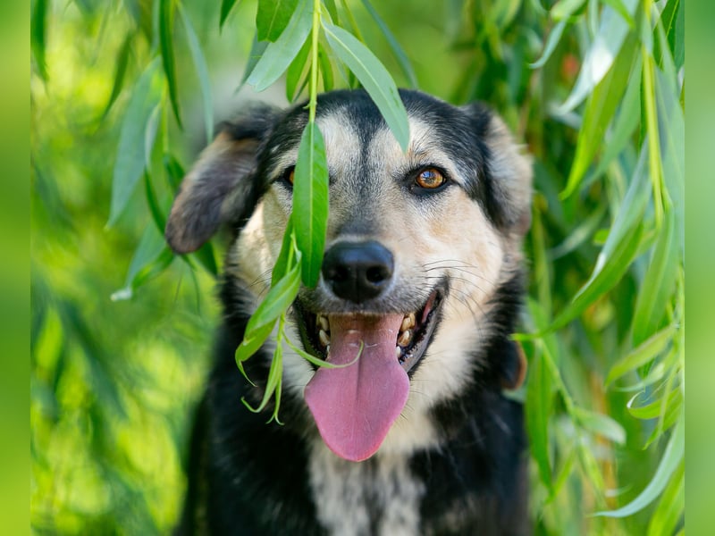 Familienhund Vorshun sucht ein Zuhause