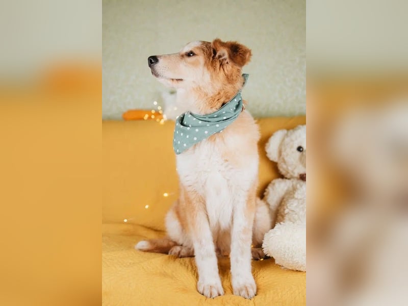 Flauschiger Donald sucht seine Familie