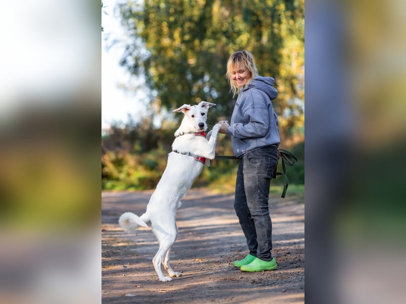 Weißer Uma sucht zu hause