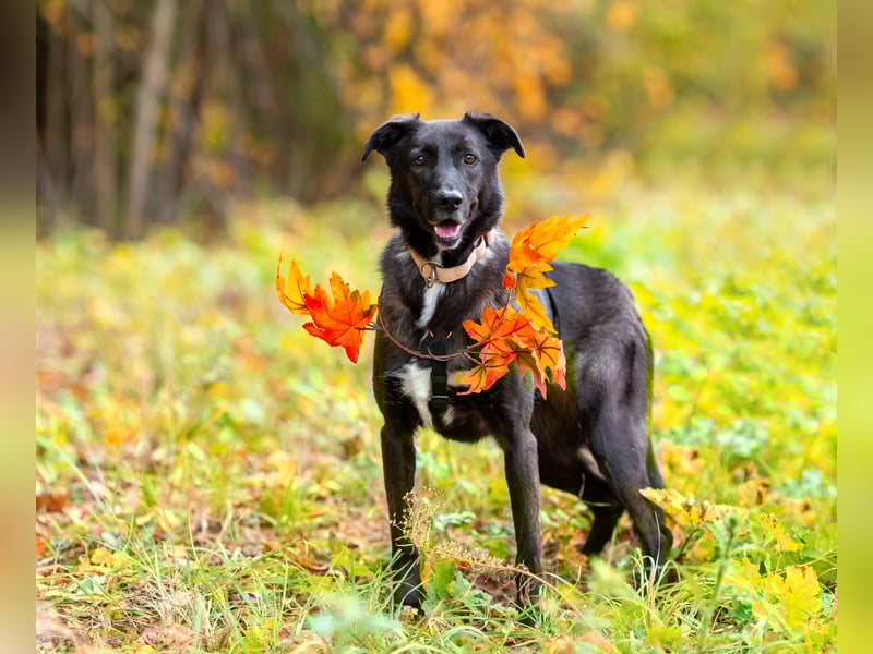 Wunderschöne Jasmine mochte geliebt werden