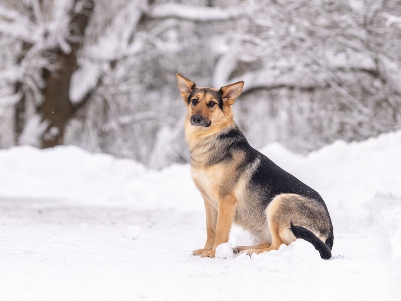 Kann Vishnja dich verzaubern ?!