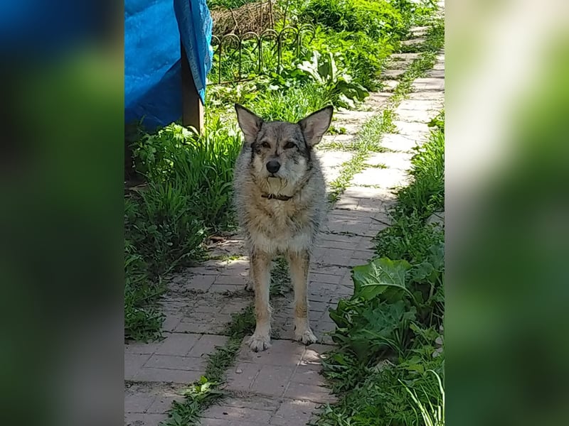 Wuschel Marta wartet auf ihre Menschen