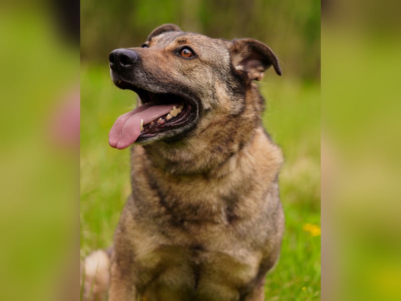 Hübscher Mickey braucht liebe