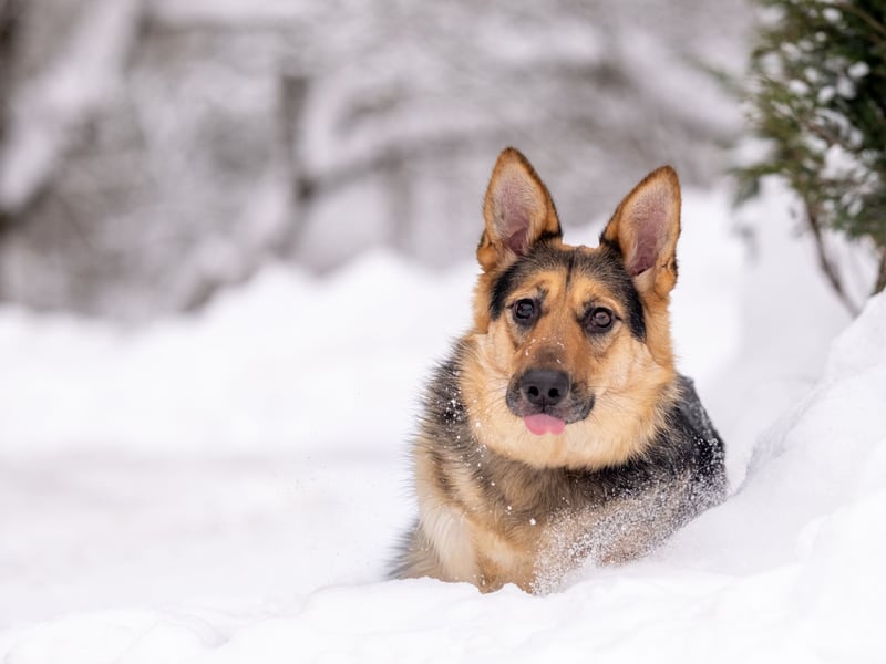 Kann Vishnja dich verzaubern ?!