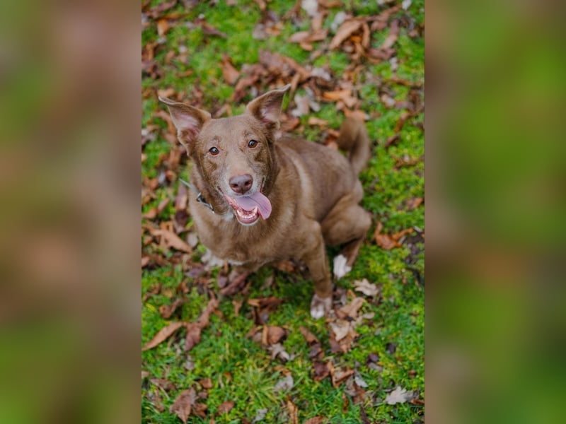 Hündin Archie sucht ein Zuhause