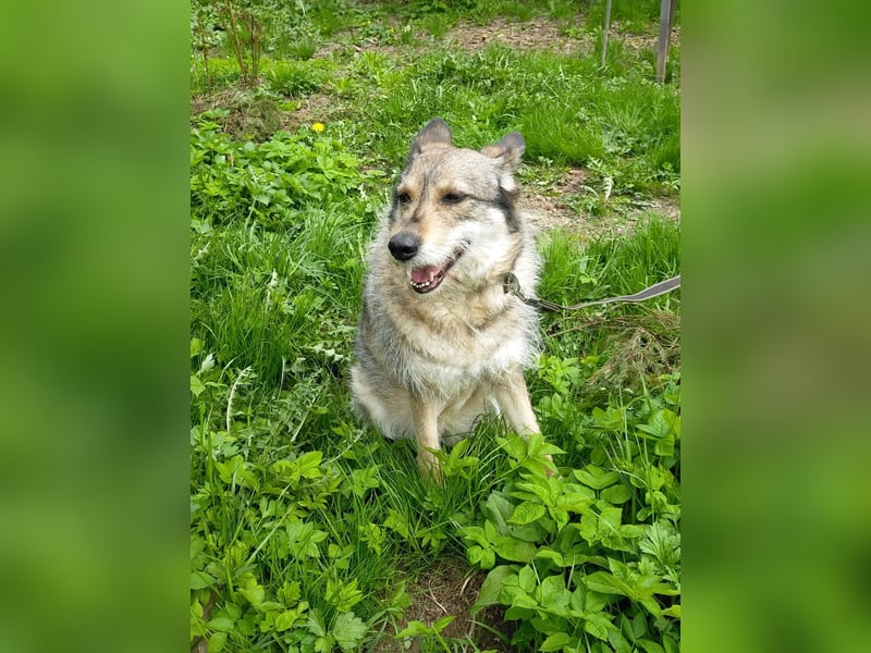 Wuschel Marta wartet auf ihre Menschen