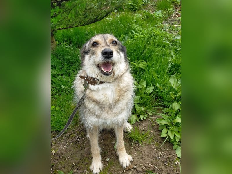 Wuschel Marta wartet auf ihre Menschen