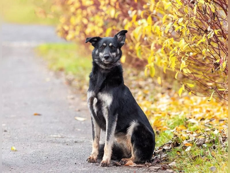 Casey sucht ruhige Familie