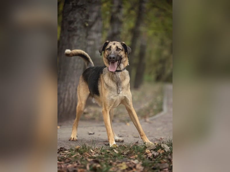 Gib Nosok eine neue Chance...