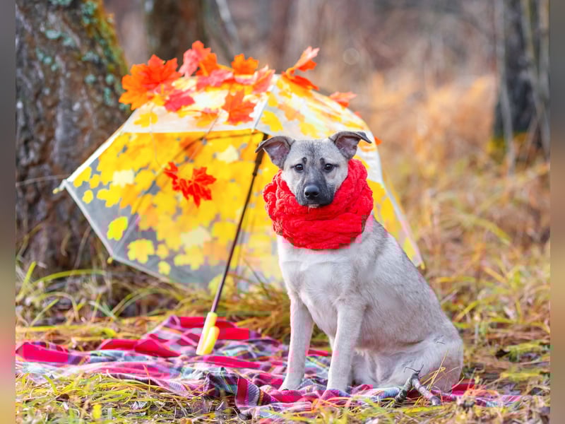 Iriska sucht liebe Menschen