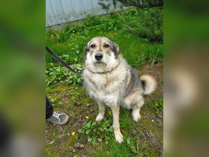 Wuschel Marta wartet auf ihre Menschen