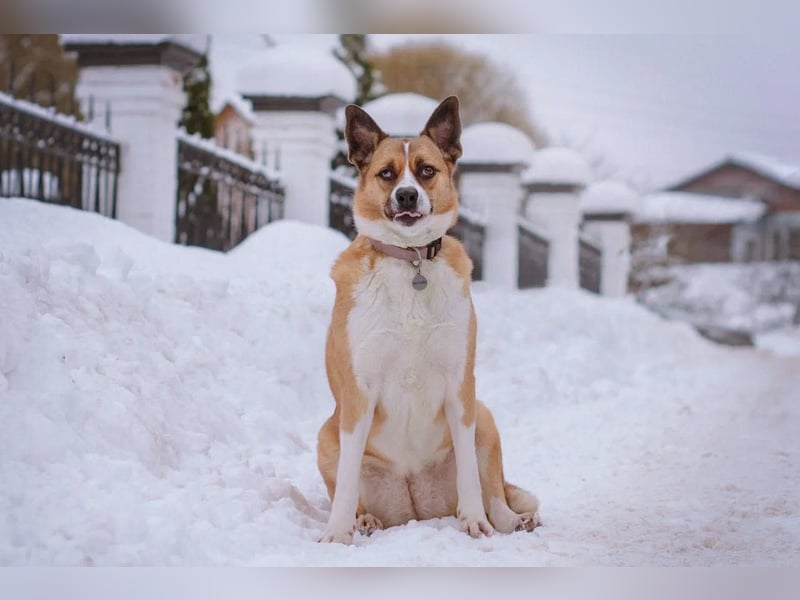 Astra sieht nicht perfekt aus, aber hat ein großes Herz