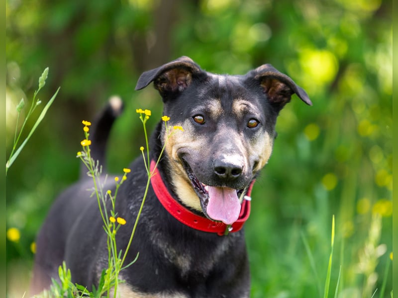 Sean sucht seine begleiter fürs leben
