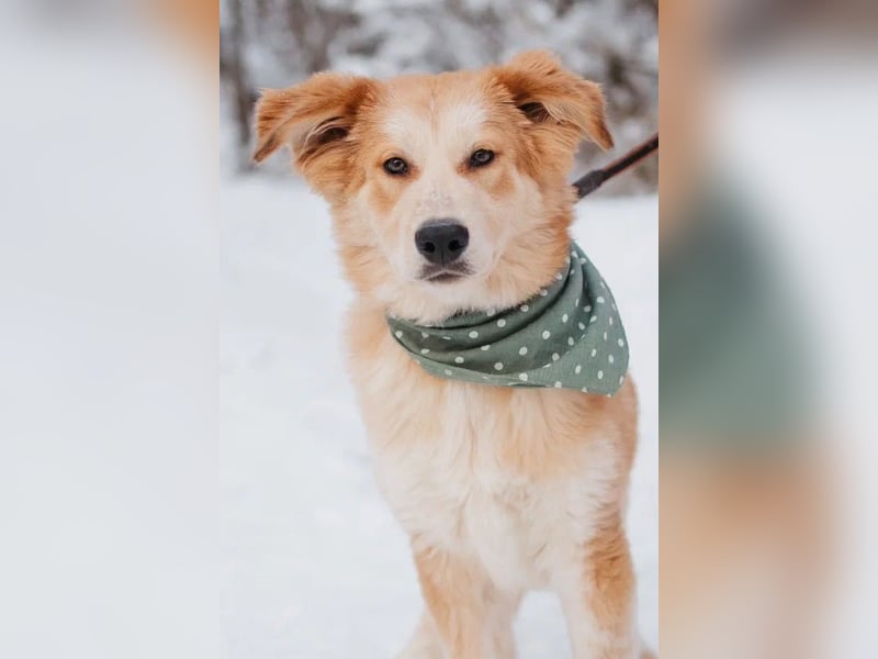 Flauschiger Donald sucht seine Familie