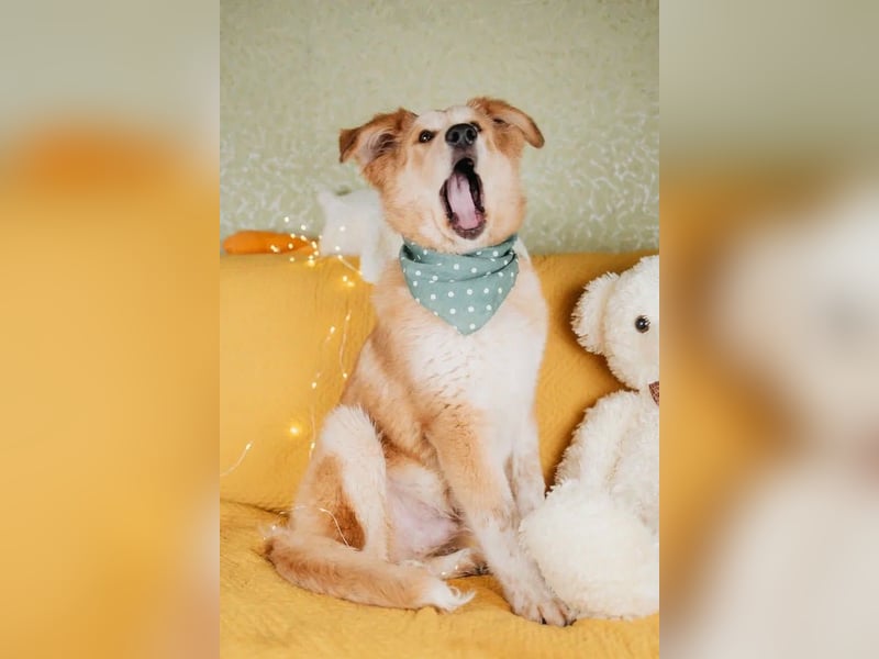 Flauschiger Donald sucht seine Familie