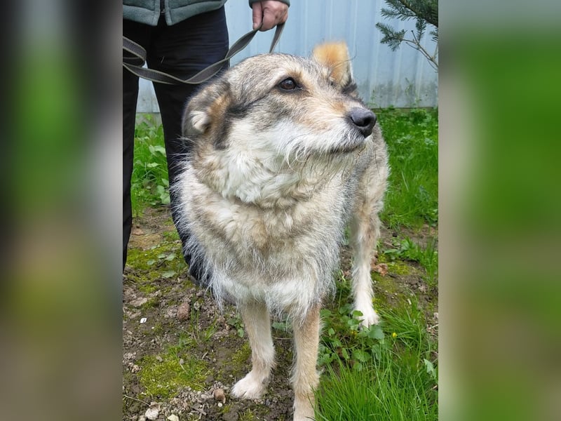 Wuschel Marta wartet auf ihre Menschen