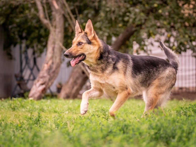 Kann Vishnja dich verzaubern ?!