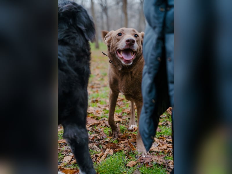 Hündin Archie sucht ein Zuhause