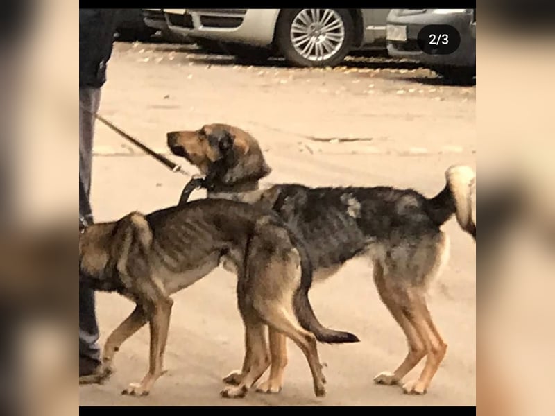 Wunderschöne Musya wartet auf dich