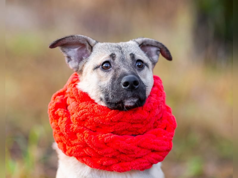 Iriska sucht liebe Menschen