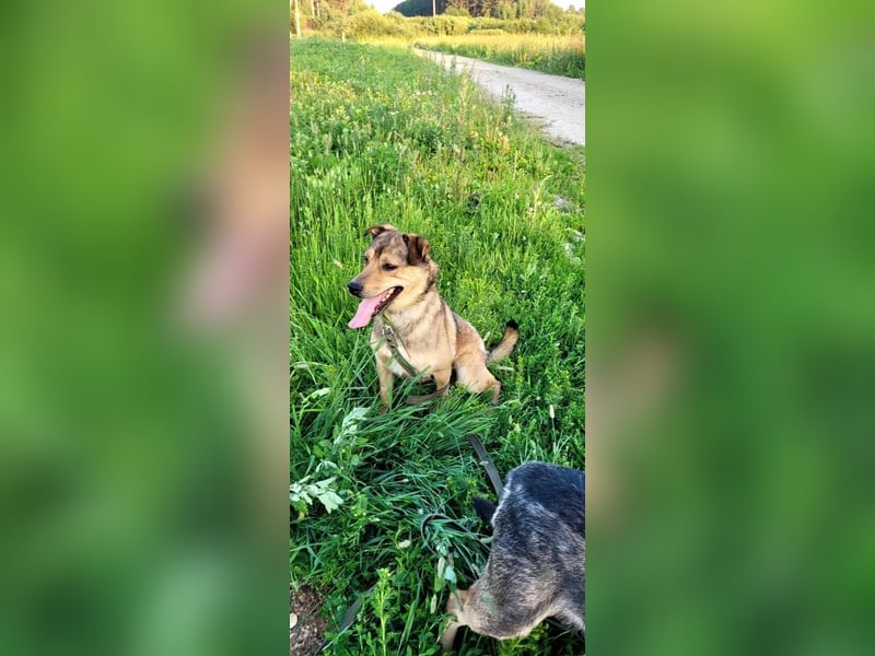 Jim sucht sein zu hause für immer