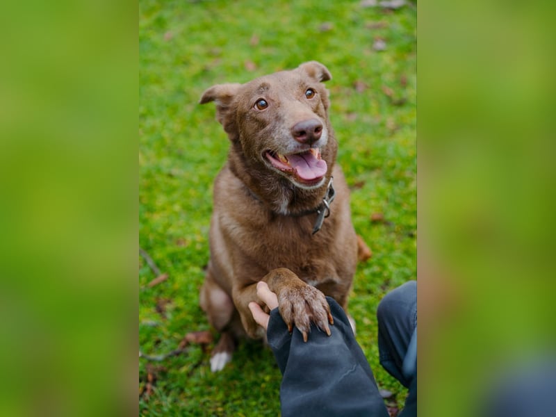 Hündin Archie sucht ein Zuhause